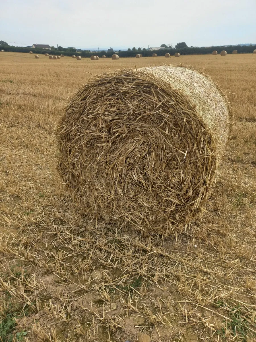 Straw Laois - Image 1