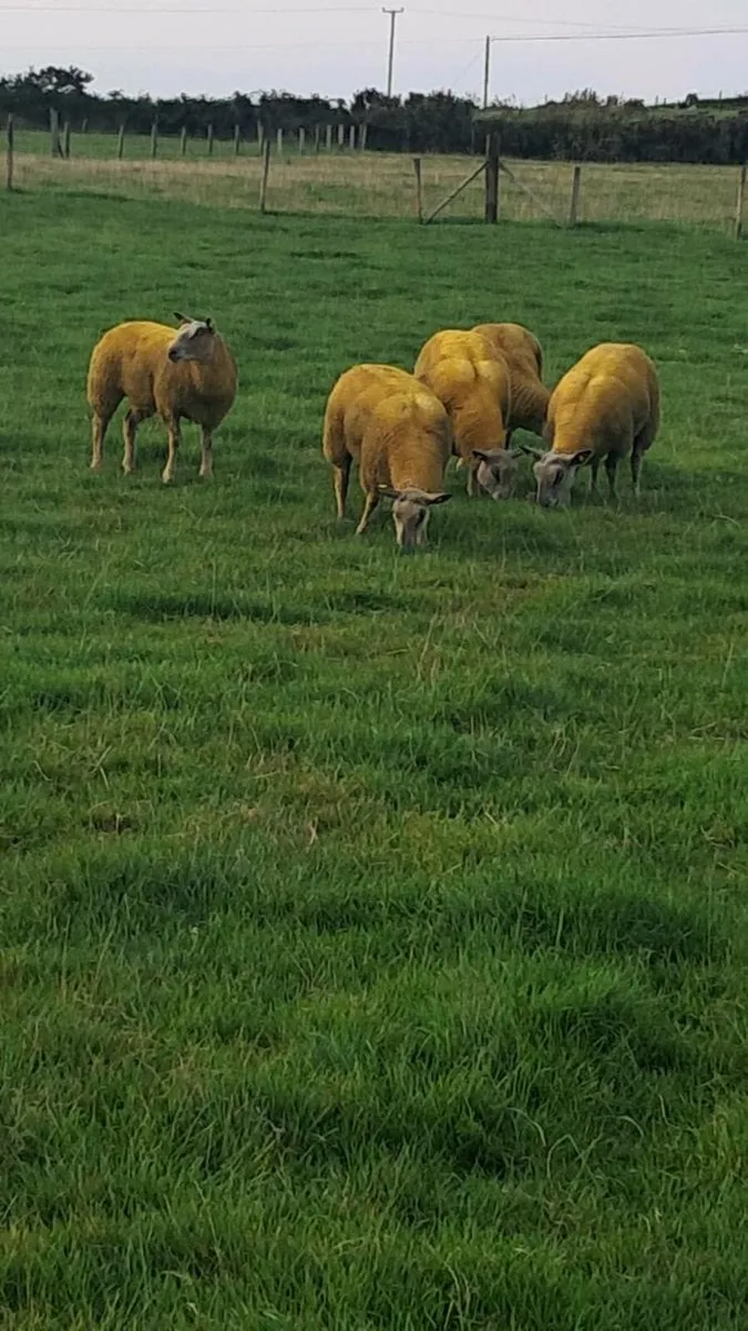 PB Charollais ewe lambs - Image 2