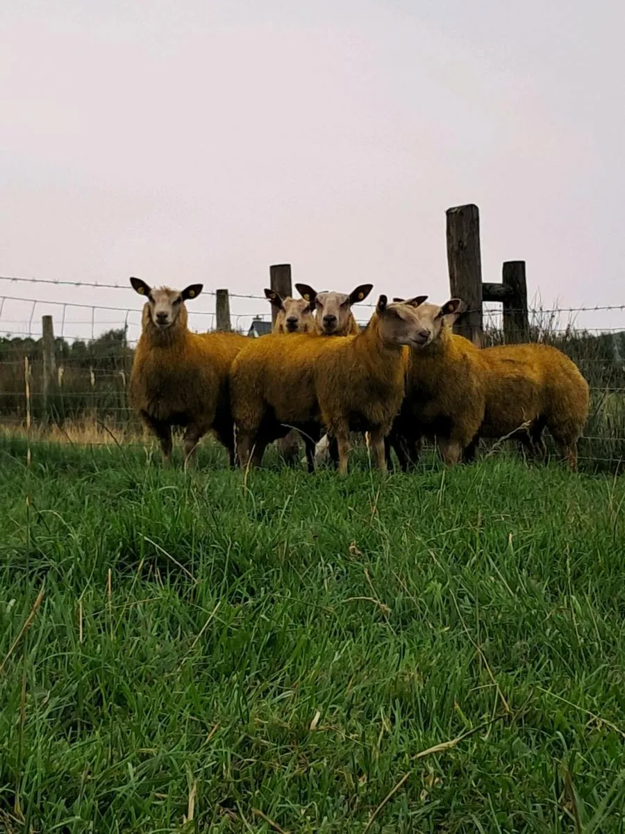 PB Charollais ewe lambs - Image 3