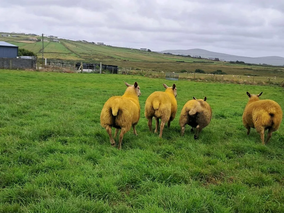 PB Charollais ewe lambs - Image 4