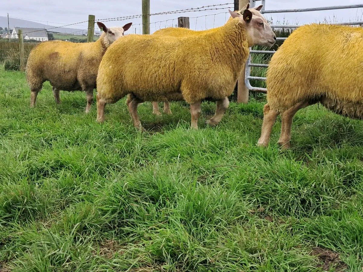 PB Charollais ewe lambs - Image 1