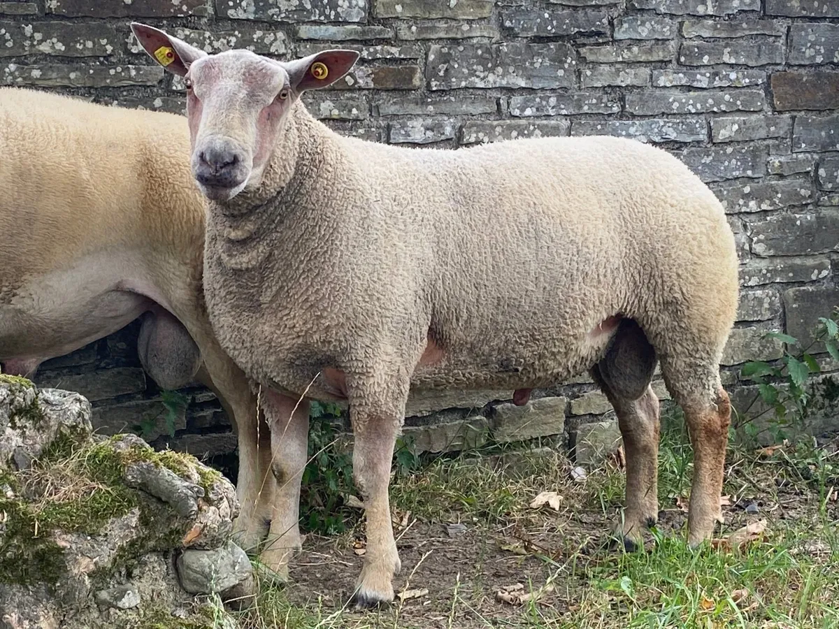 PBR Charollais  Hogget Ram - Image 1