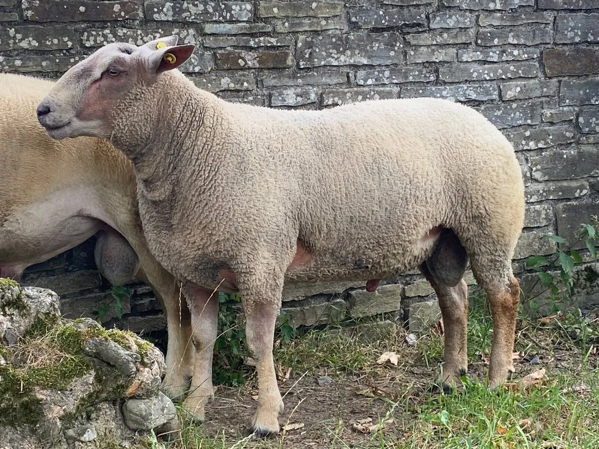 PBR Charollais  Hogget Ram - Image 2