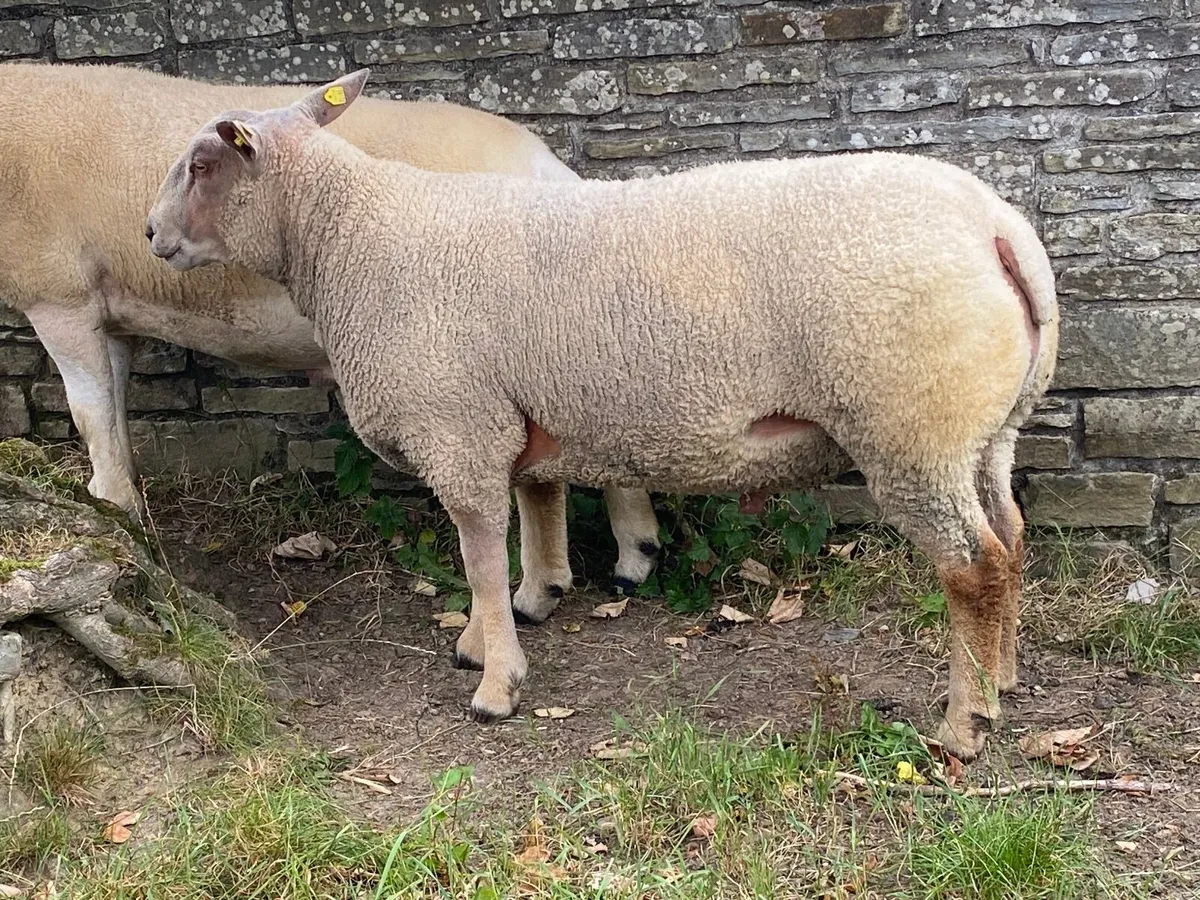 PBR Charollais  Hogget Ram - Image 3