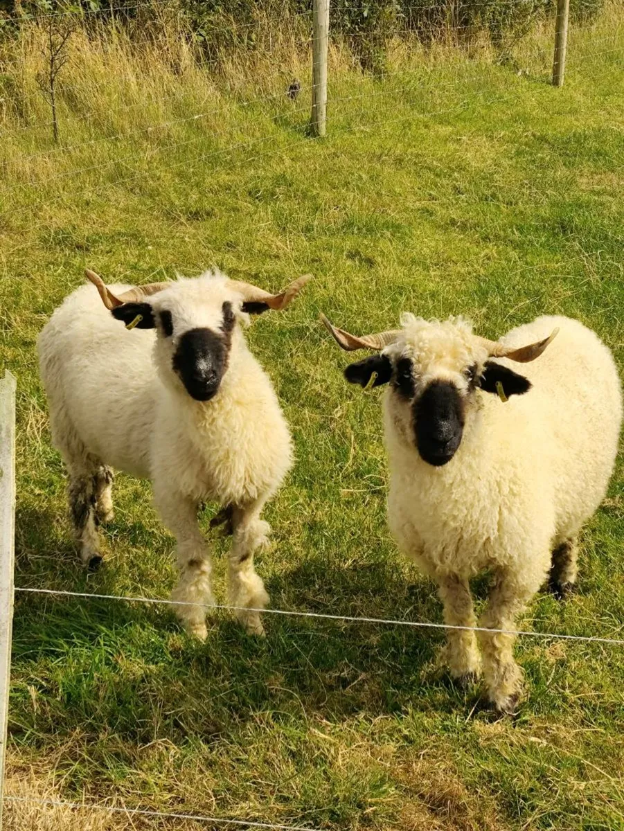 Sheep - Swiss Valais Blacknose - Image 1