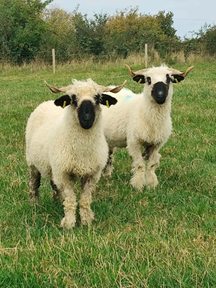 Sheep - Swiss Valais Blacknose - Image 2