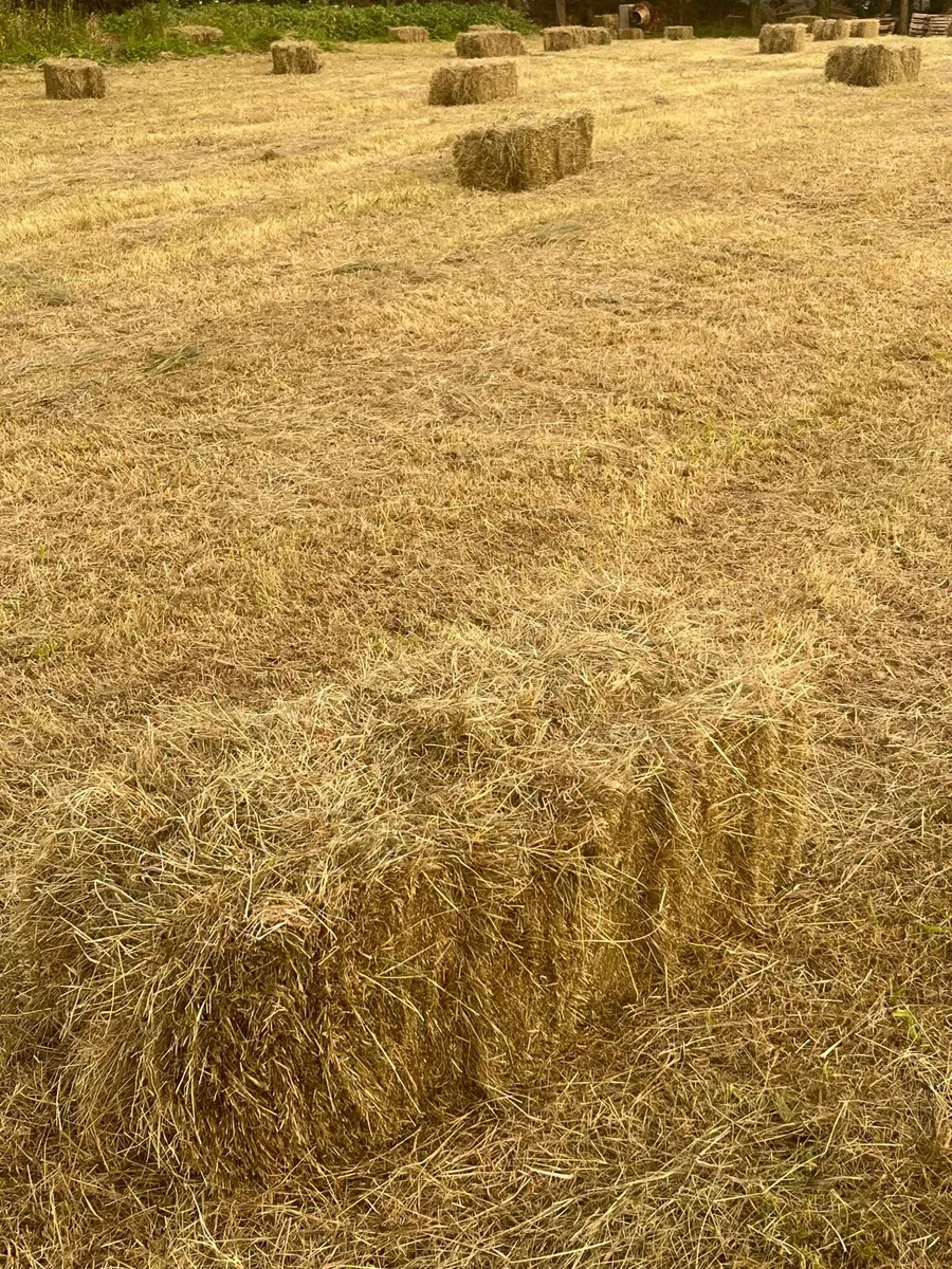 Small Square Hay Bales - Image 1