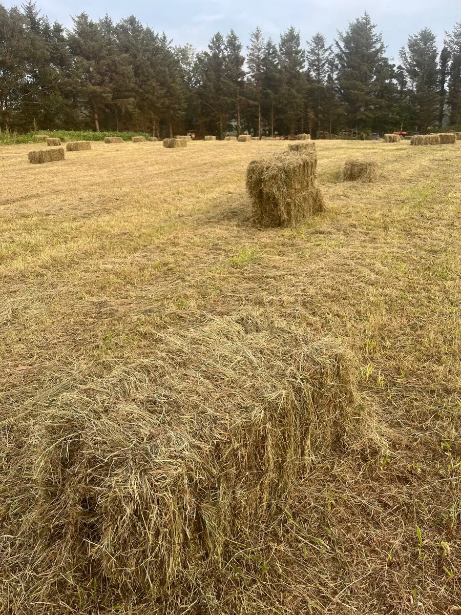 Small Square Hay Bales - Image 2