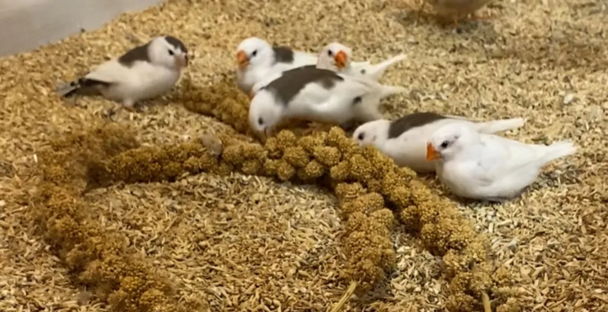 Zebra finches - Image 1