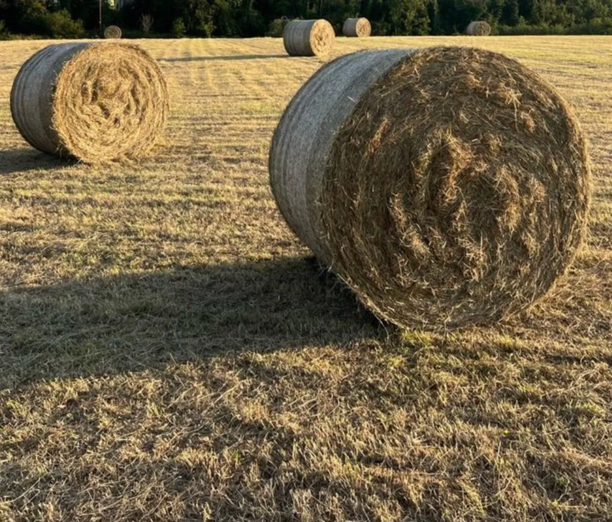 Organic Hay for sale - Image 1