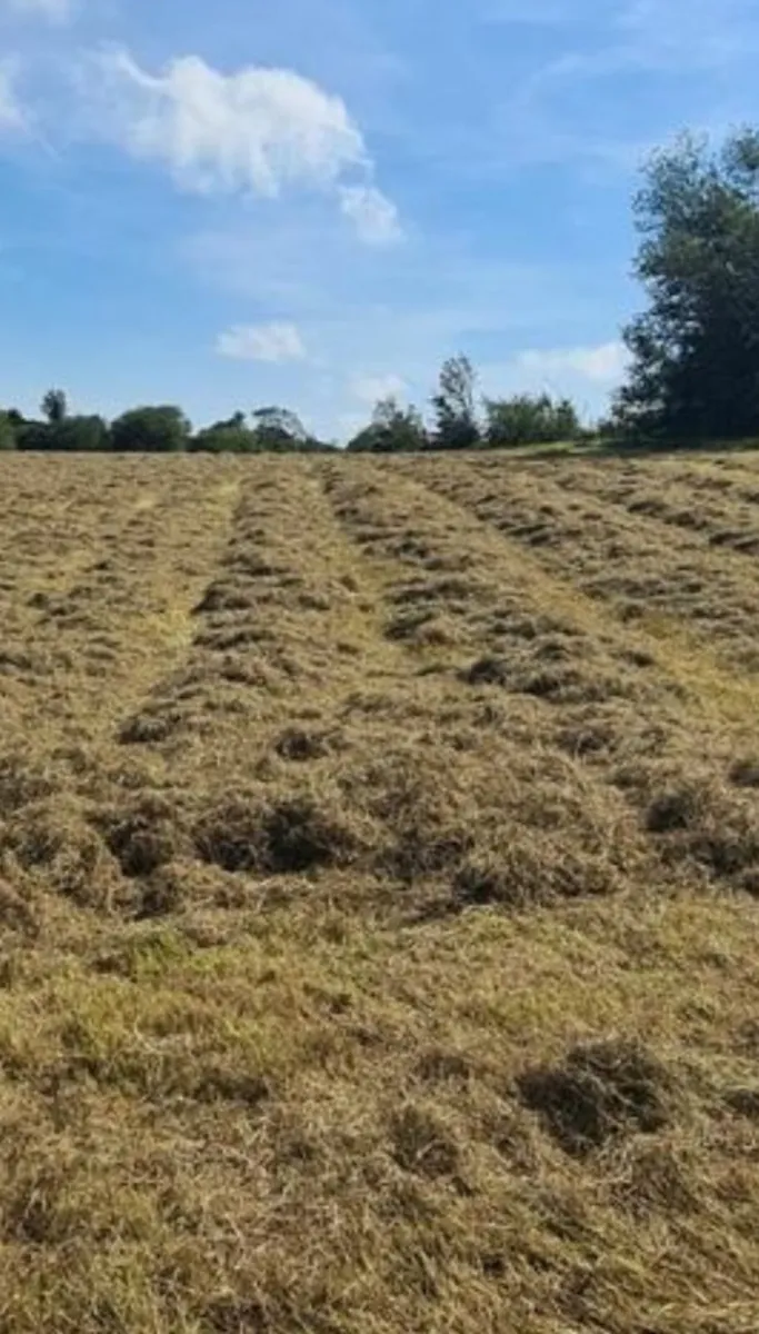Organic Hay for sale - Image 2