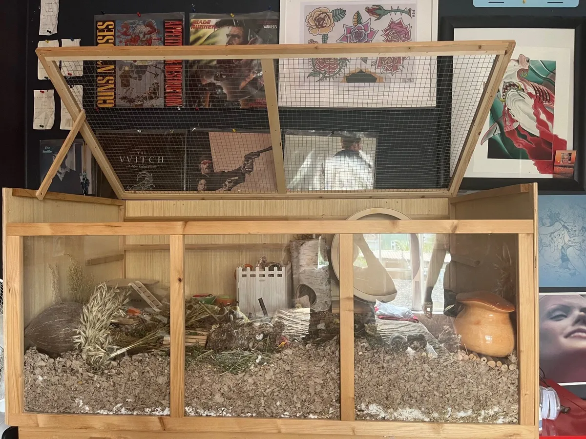 Hamster in closure - Image 1