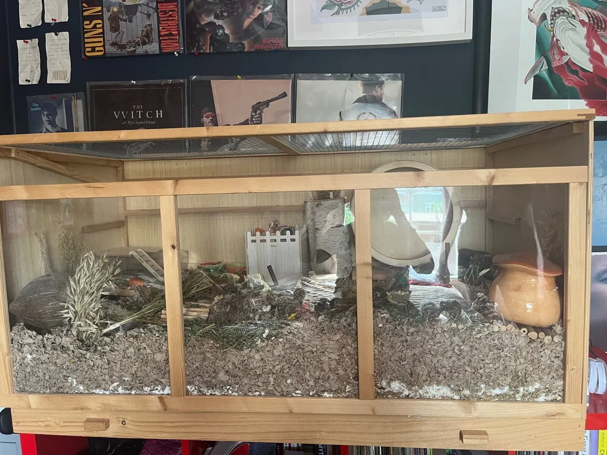 Hamster in closure - Image 4