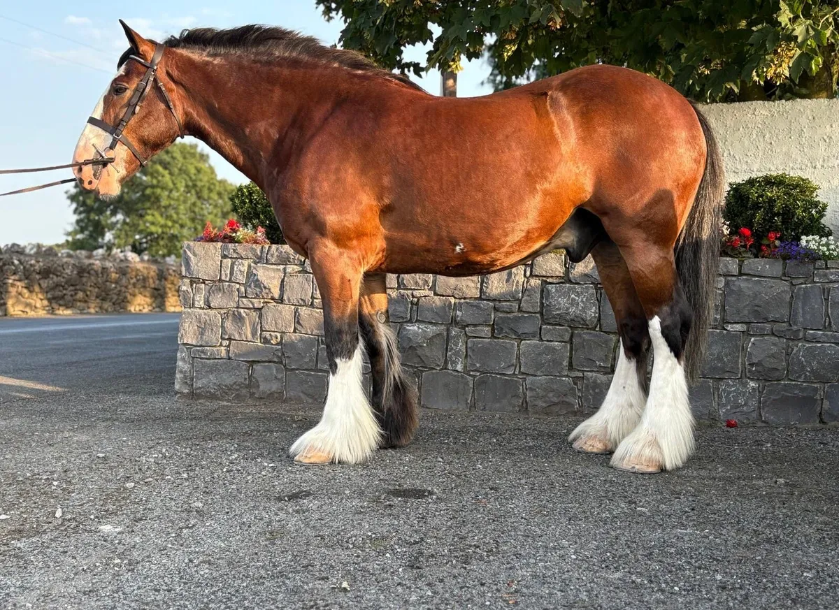 Lot 236 Clifden Friday 22nd 15.3hh 4yo Gelding - Image 3