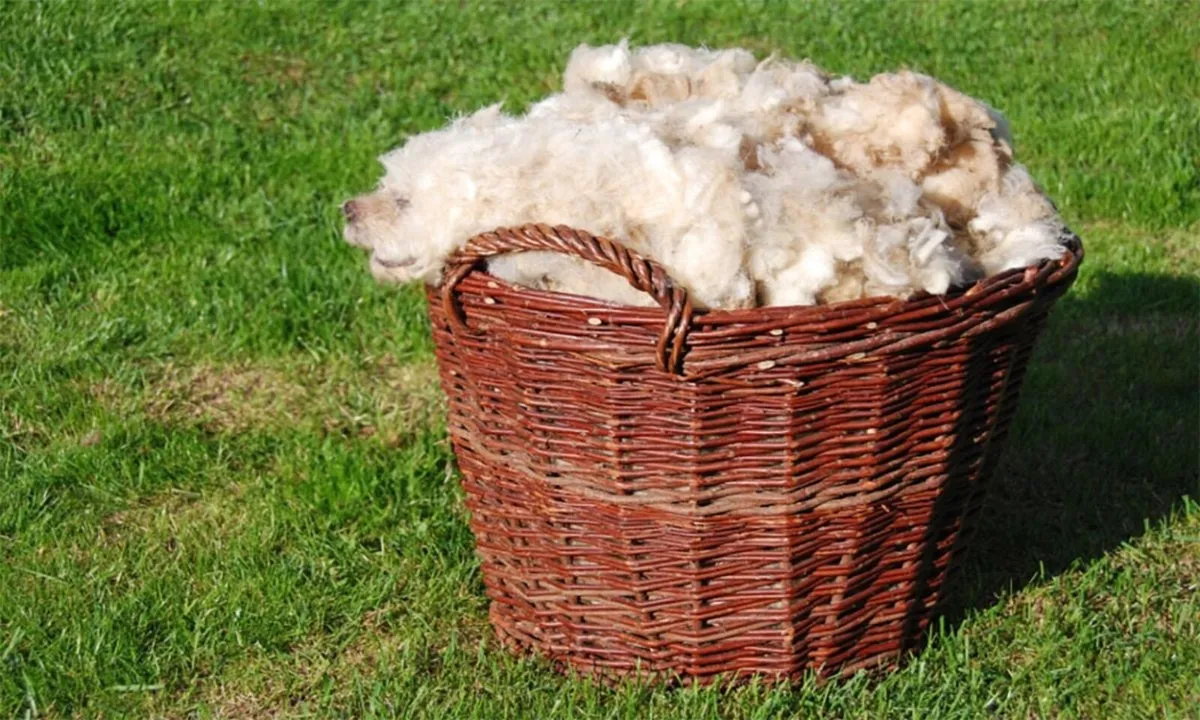 Sheep wool wanted