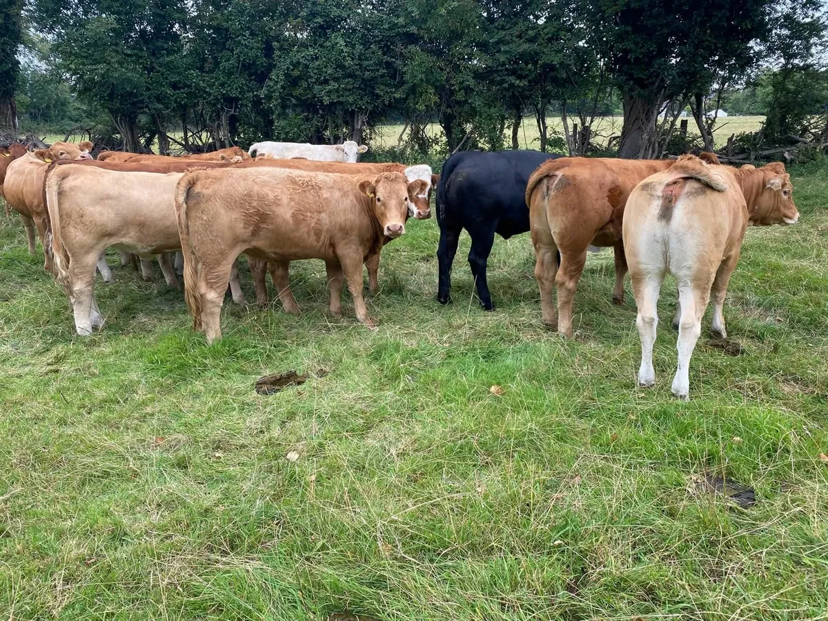Heifer s - Image 1