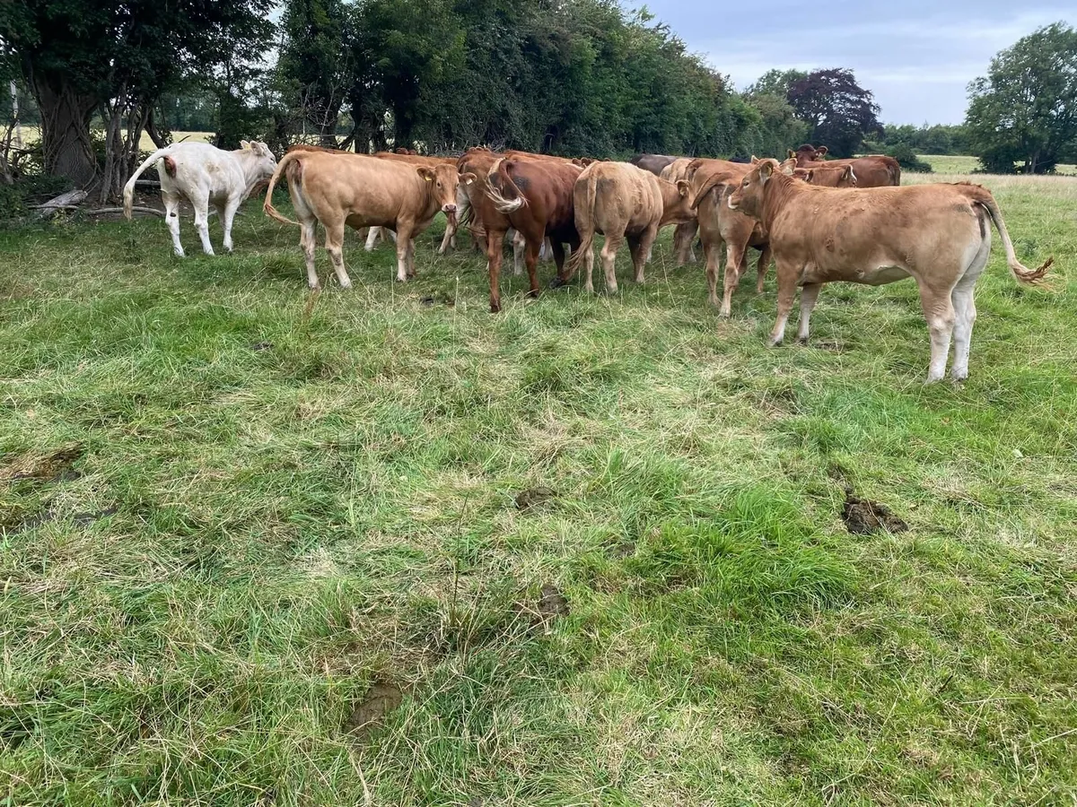 Heifer s - Image 2