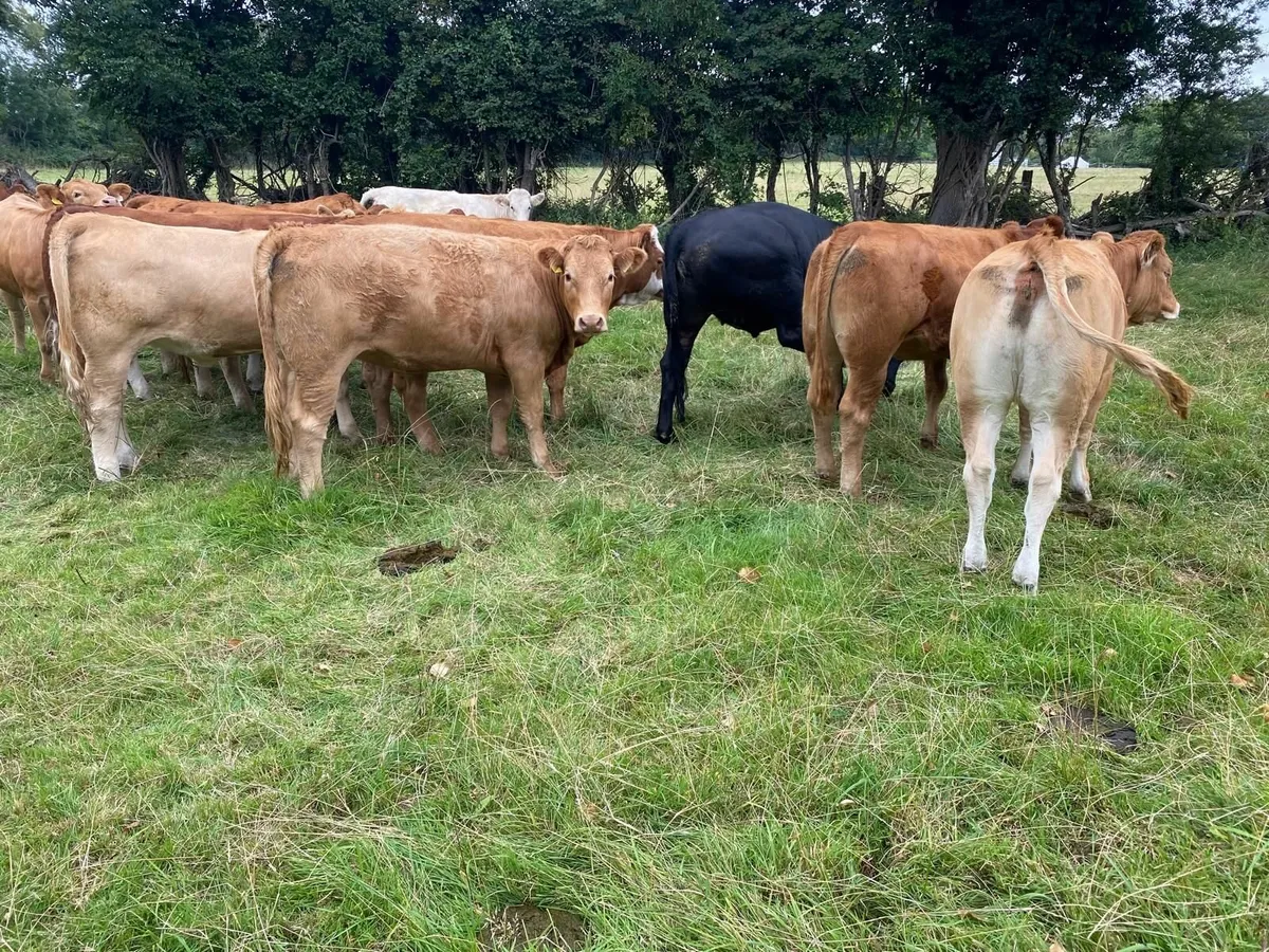 Heifer s - Image 3