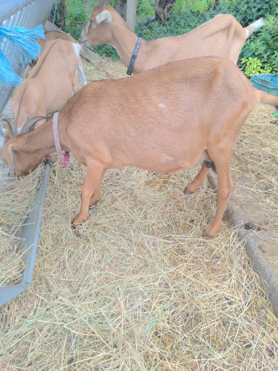 Milking goat - Image 1
