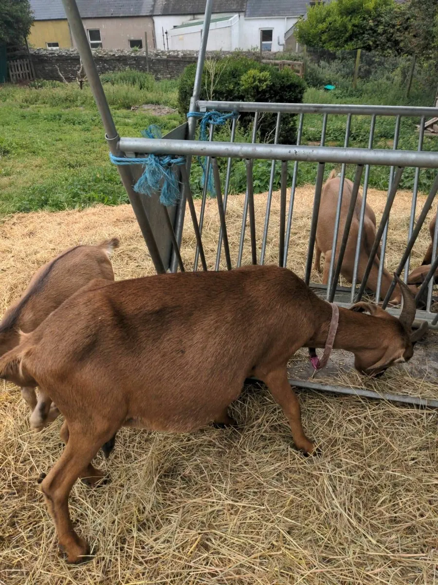 Milking goat - Image 2