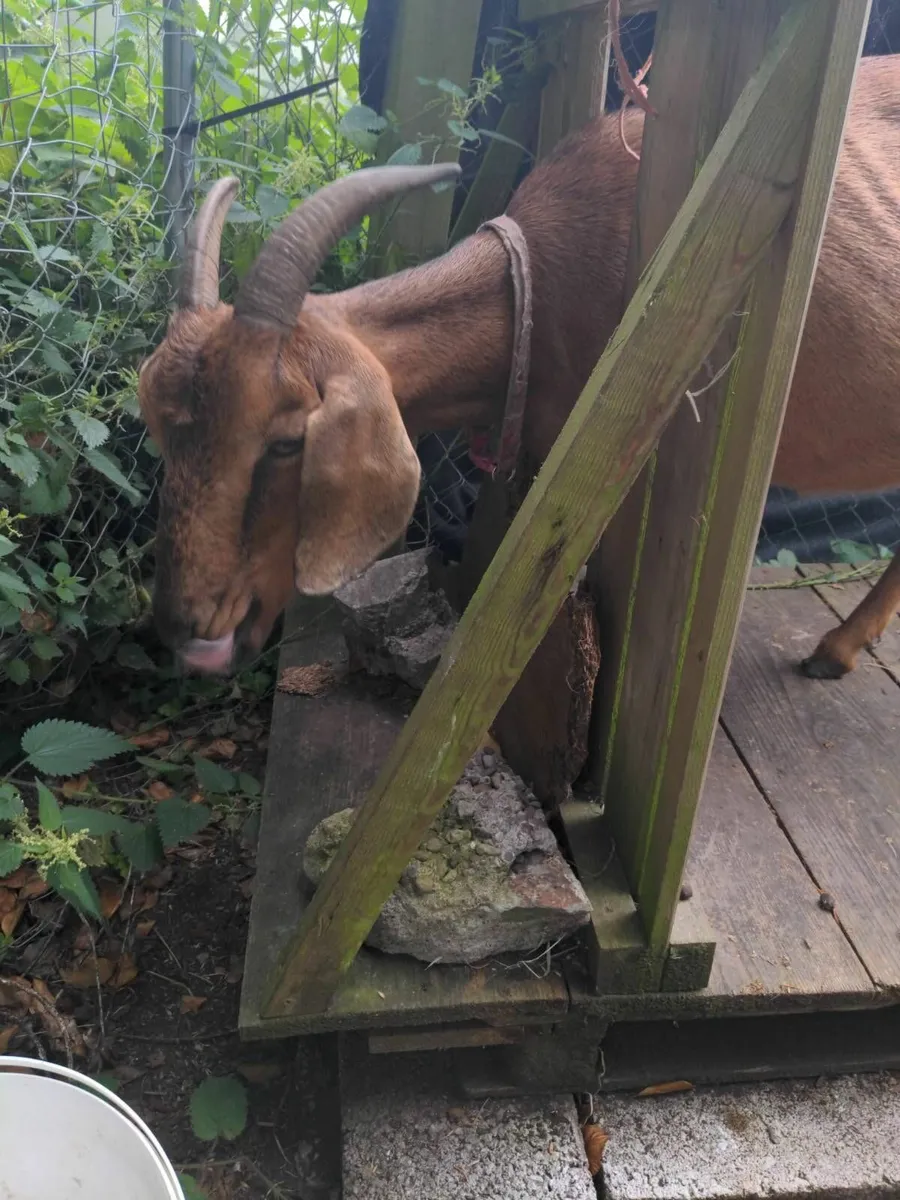 Milking goat - Image 3