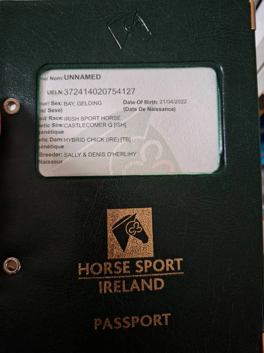 3 yr old homebred - Image 2