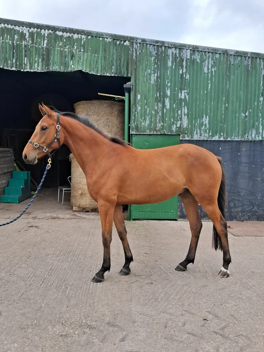 3 yr old homebred - Image 3