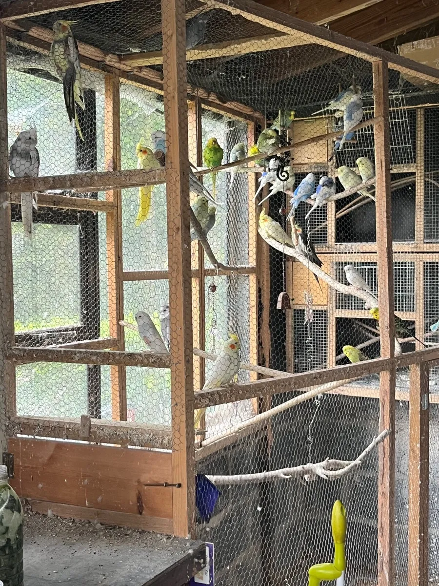 Cockatiels and Budgies - Image 1