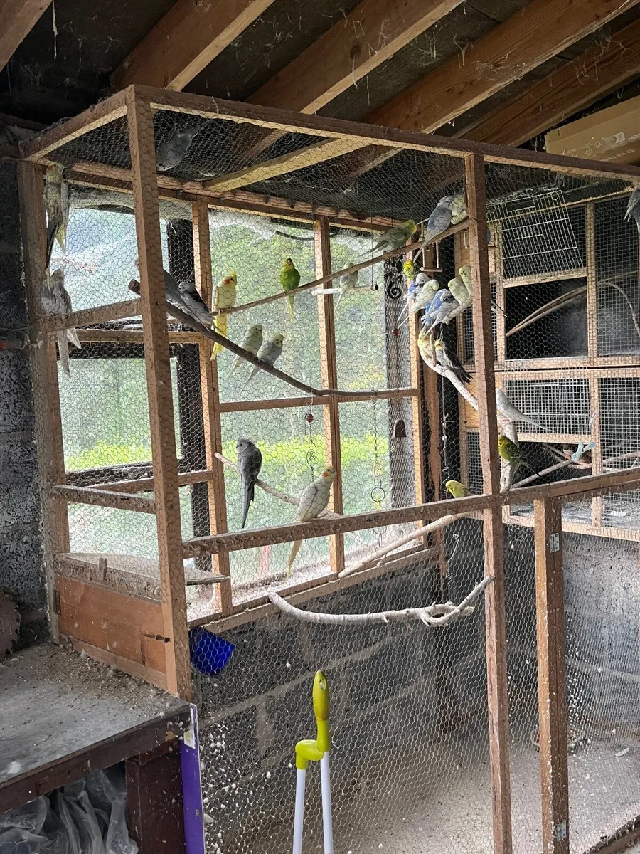Cockatiels and Budgies - Image 2
