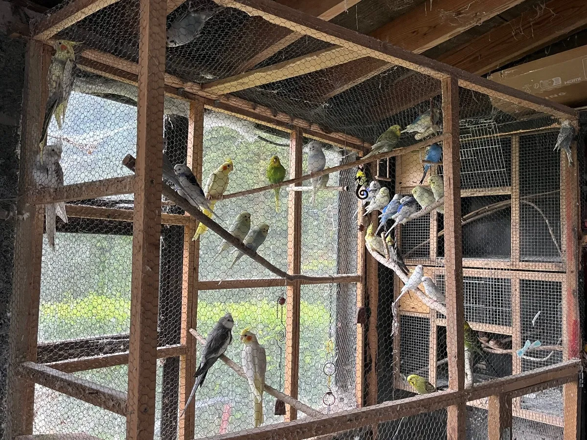 Cockatiels and Budgies - Image 3