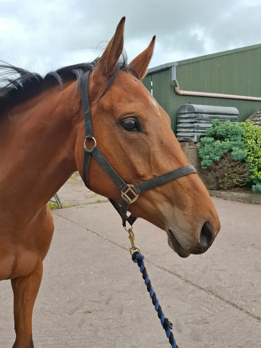 3 yr old homebred - Image 4