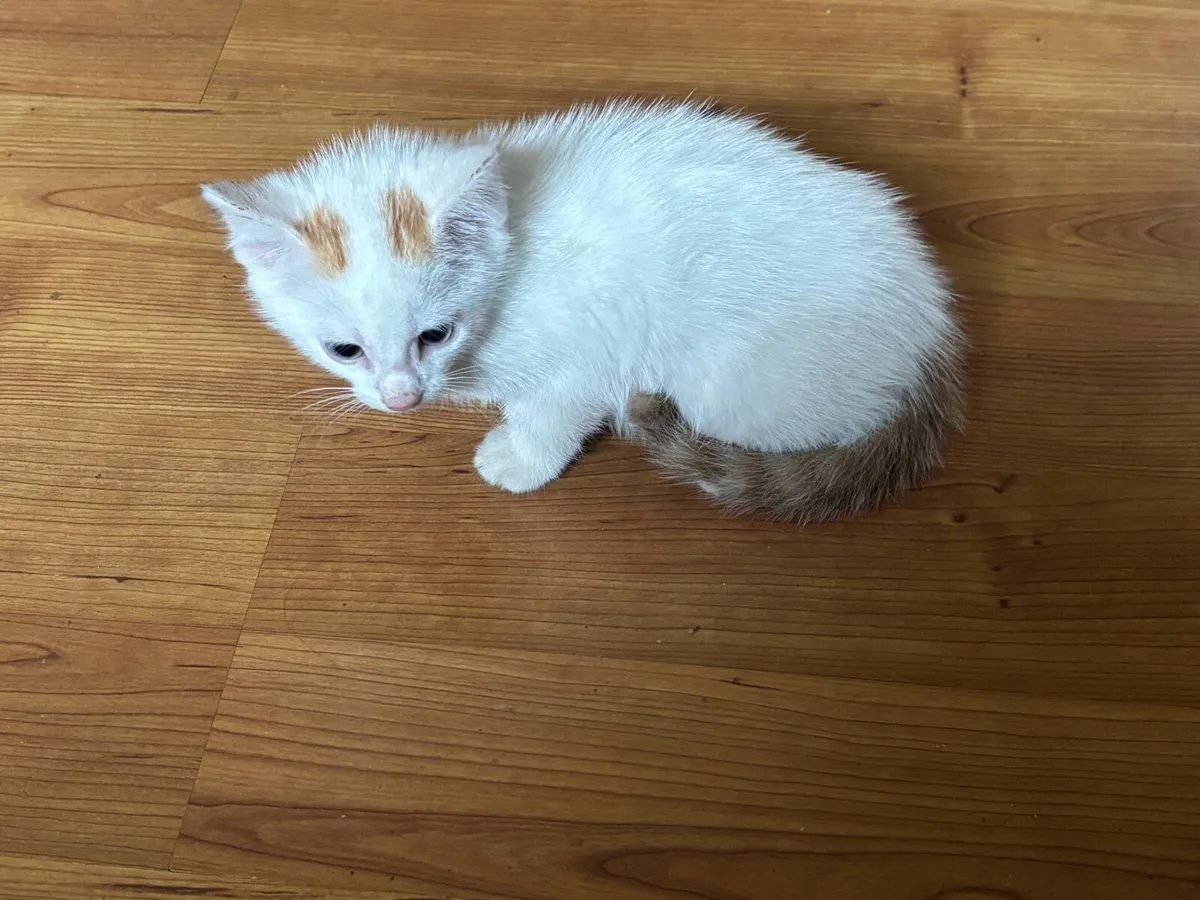 Kitten - Image 1