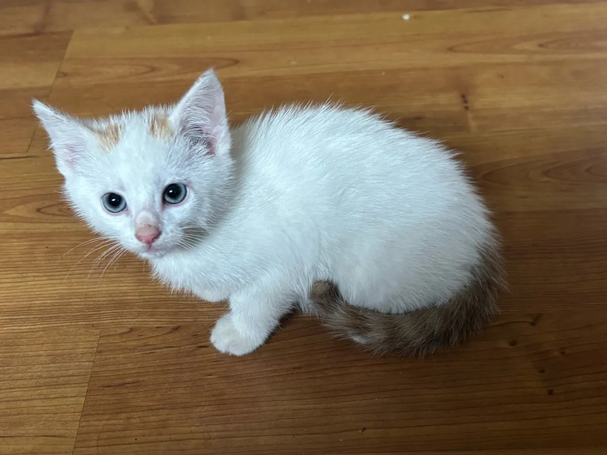 Kitten - Image 2