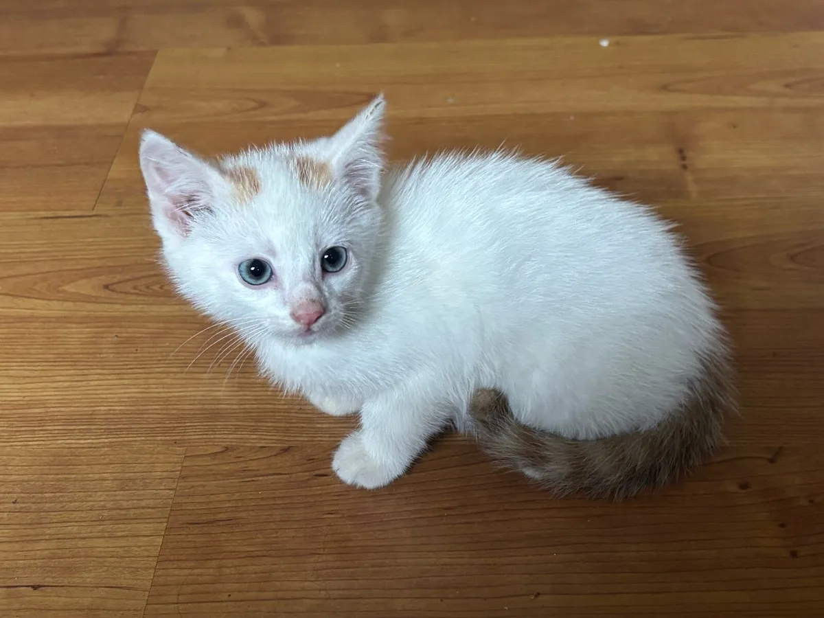 Kitten - Image 3