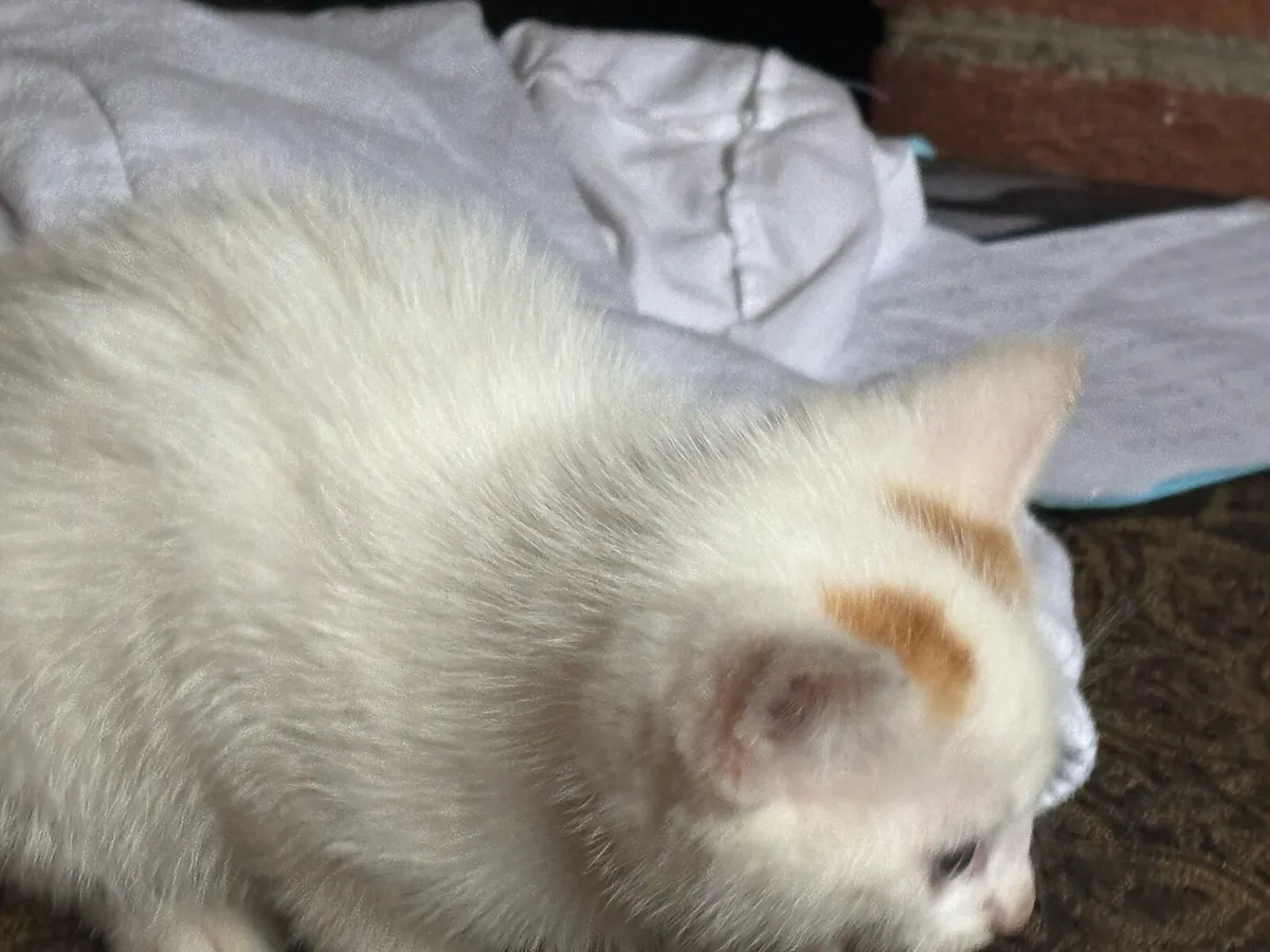 Kitten - Image 4