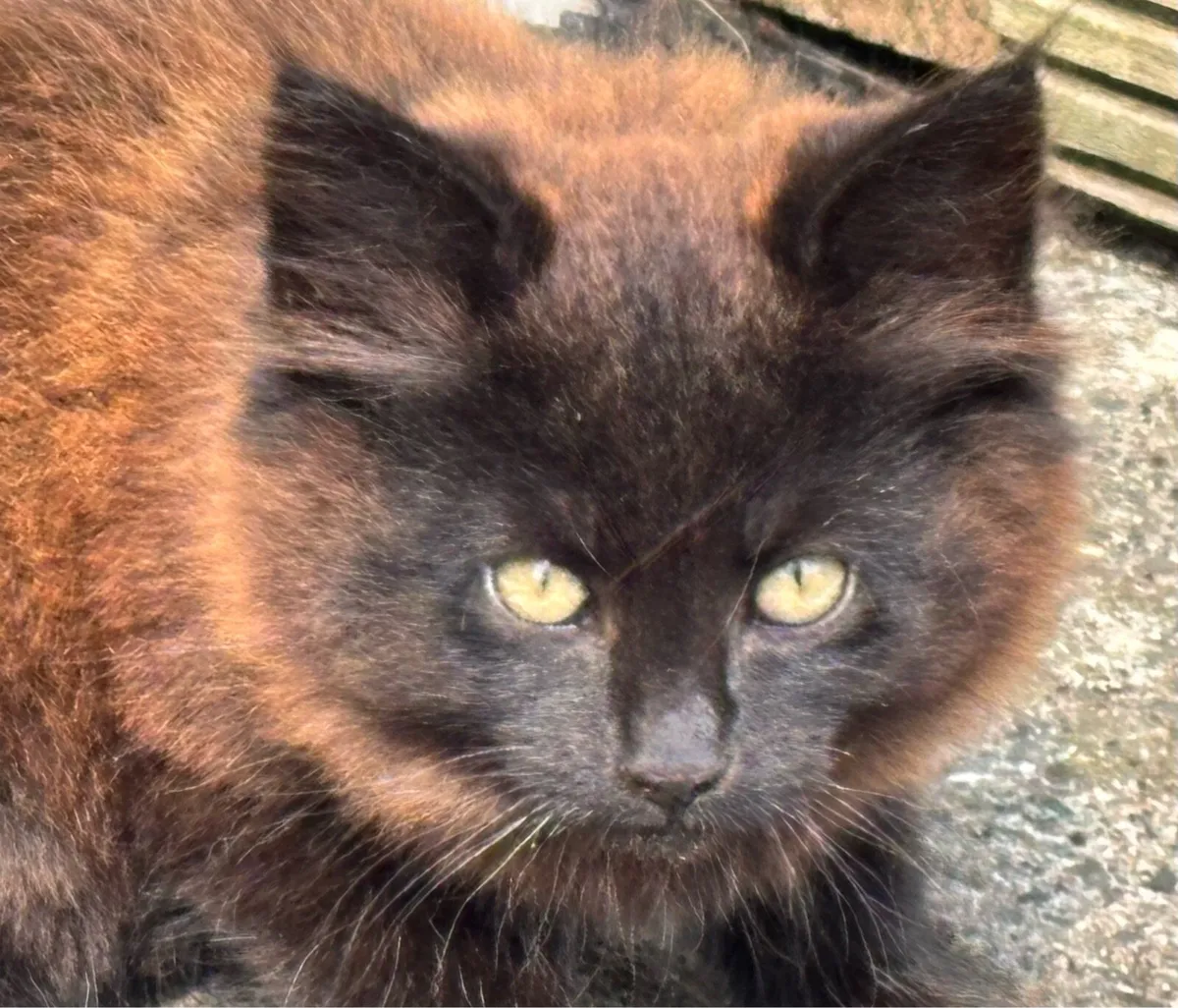 Kitten - Image 3
