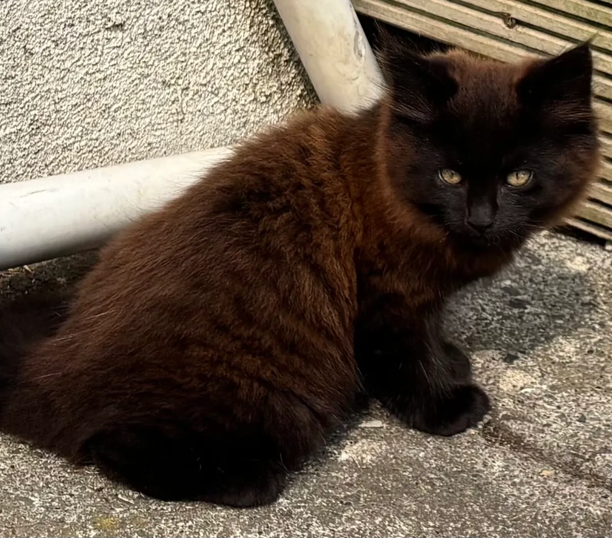 Kitten - Image 4