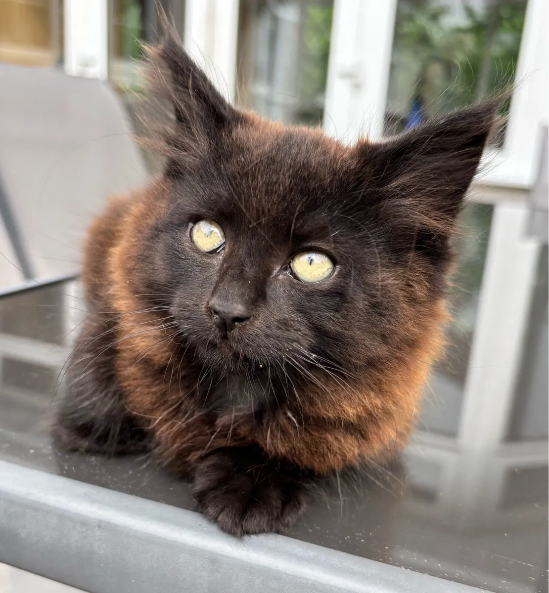 Kitten - Image 1