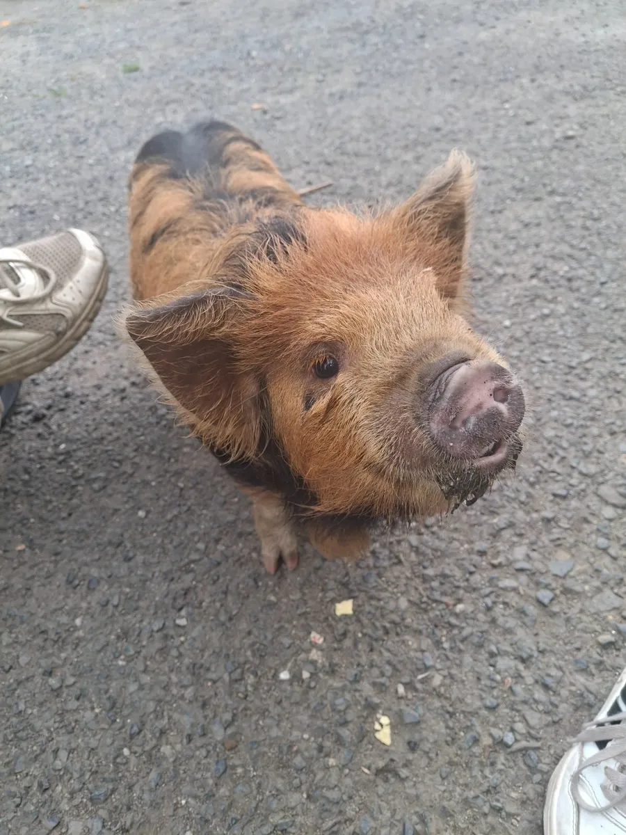 Kune Kune piglet - Image 1
