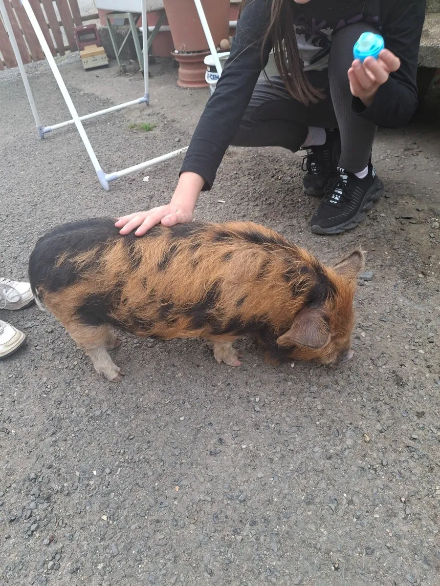 Kune Kune piglet - Image 2