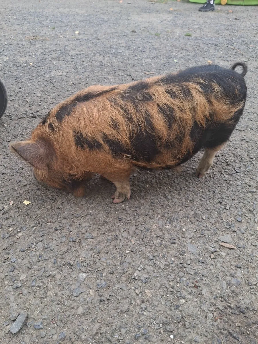 Kune Kune piglet - Image 3