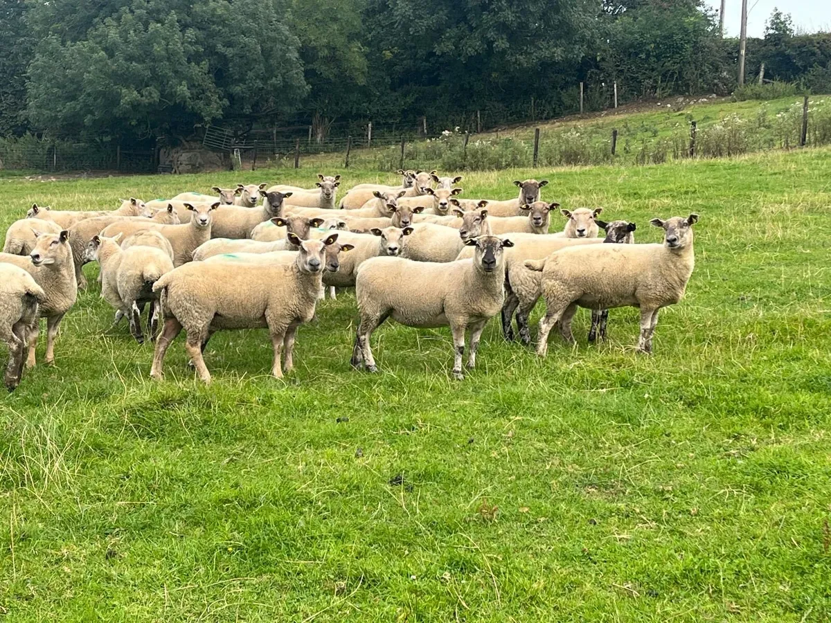 💥40 smashing ewe hoggets 💥 - Image 1