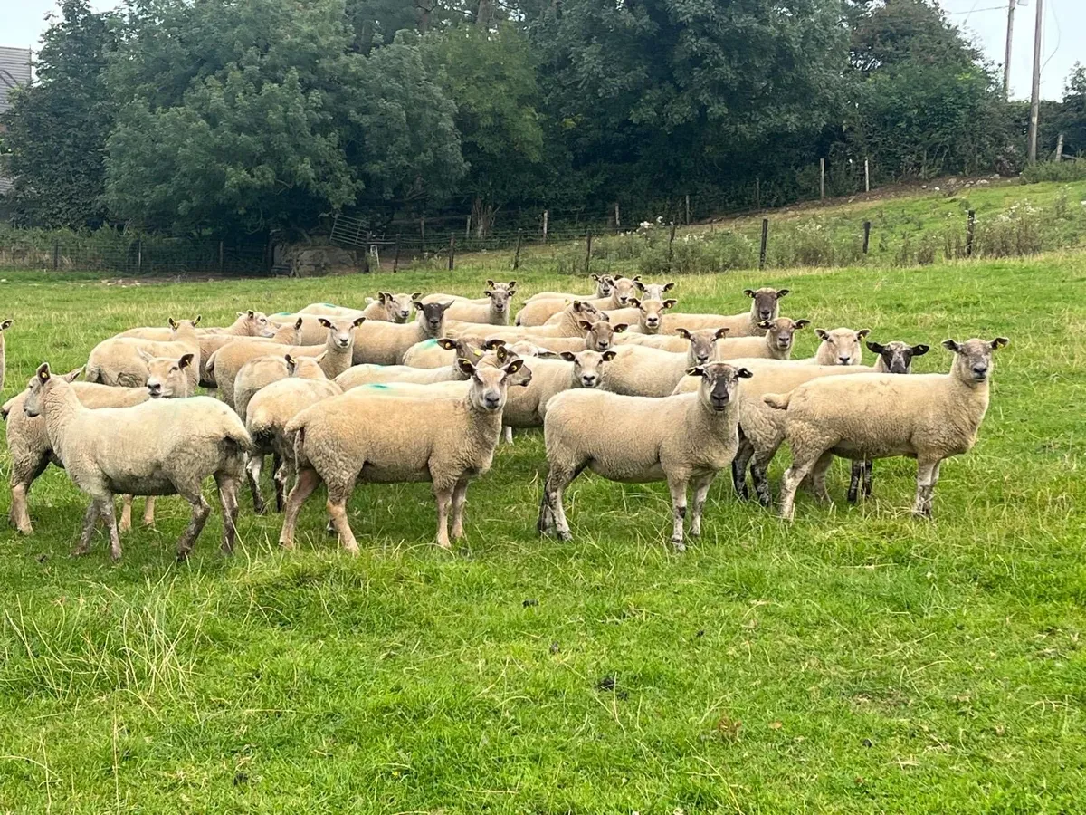 💥40 smashing ewe hoggets 💥 - Image 2