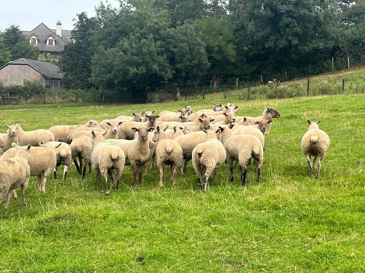 💥40 smashing ewe hoggets 💥 - Image 3