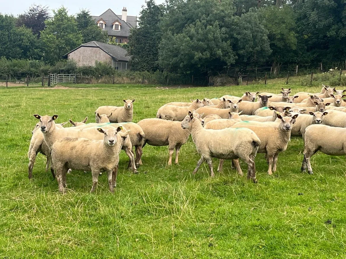 💥40 smashing ewe hoggets 💥 - Image 4