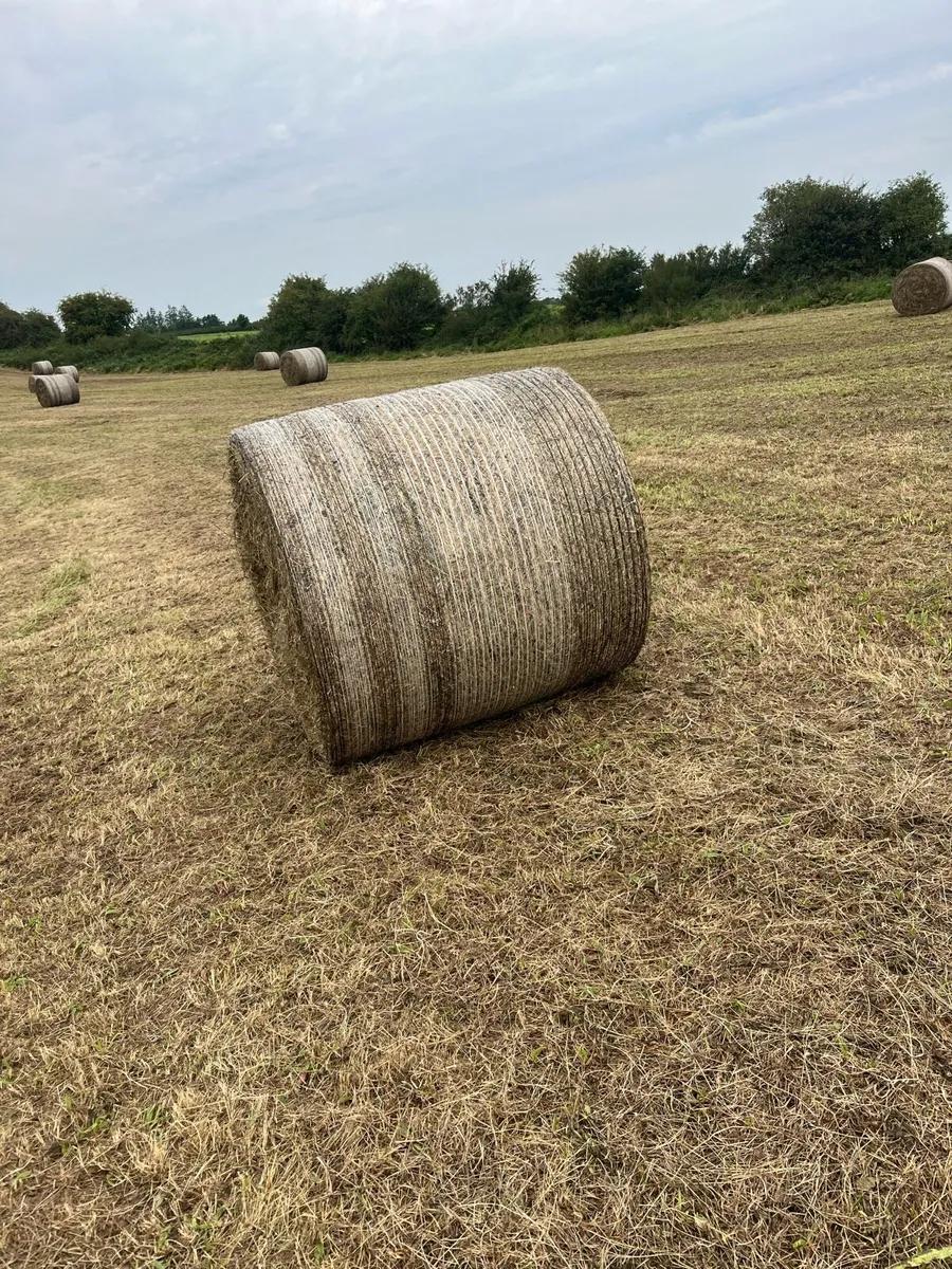 Round bales of hay - Image 2
