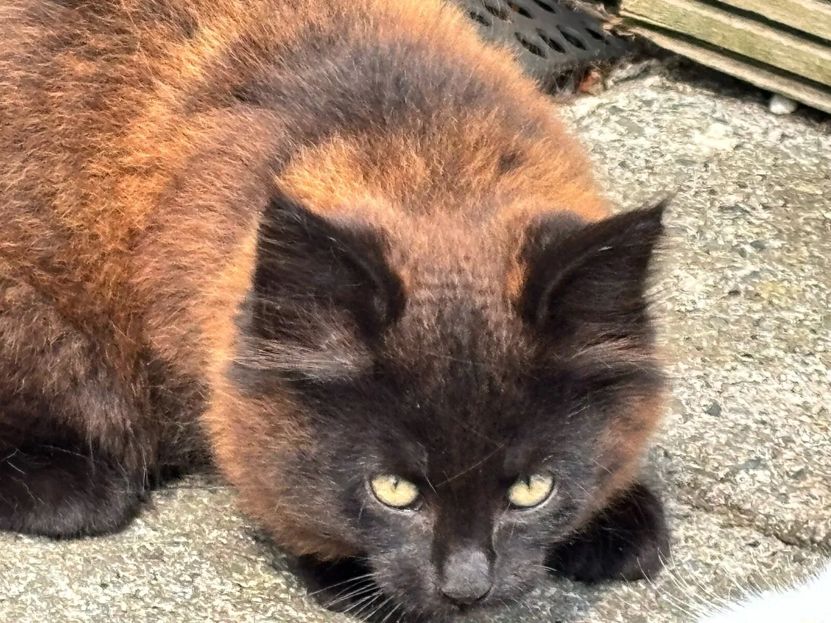 Kitten - Image 2
