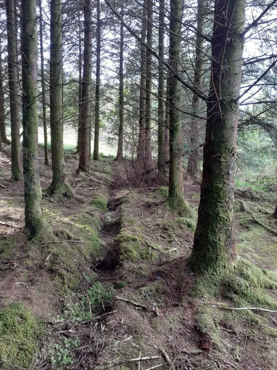 Standing timber - Image 4