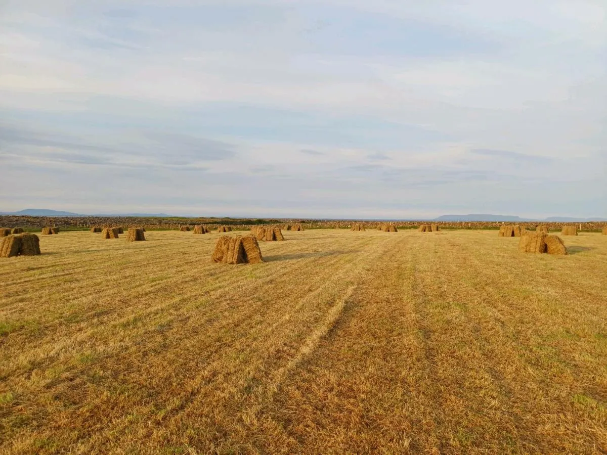 Hay and Haylage - Image 1