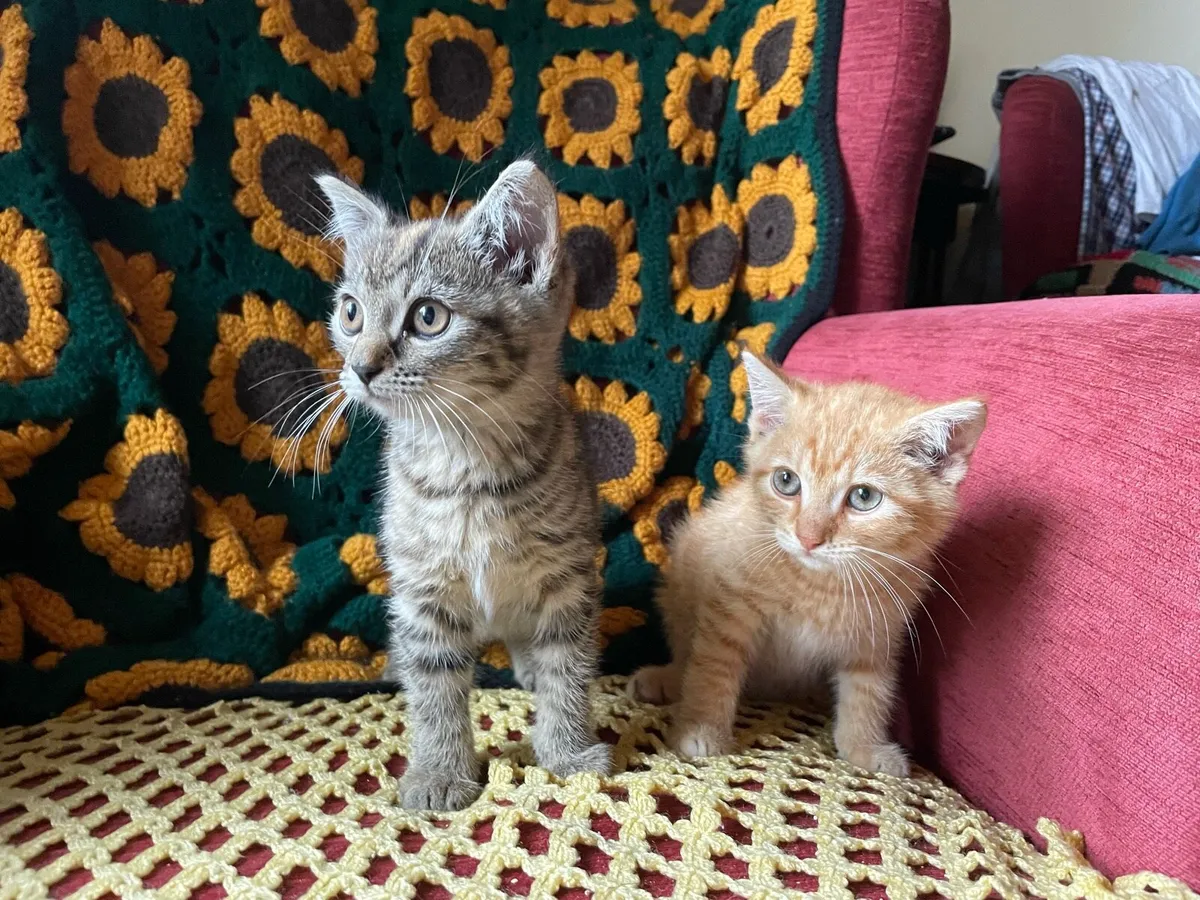 British shorthair X - Image 1
